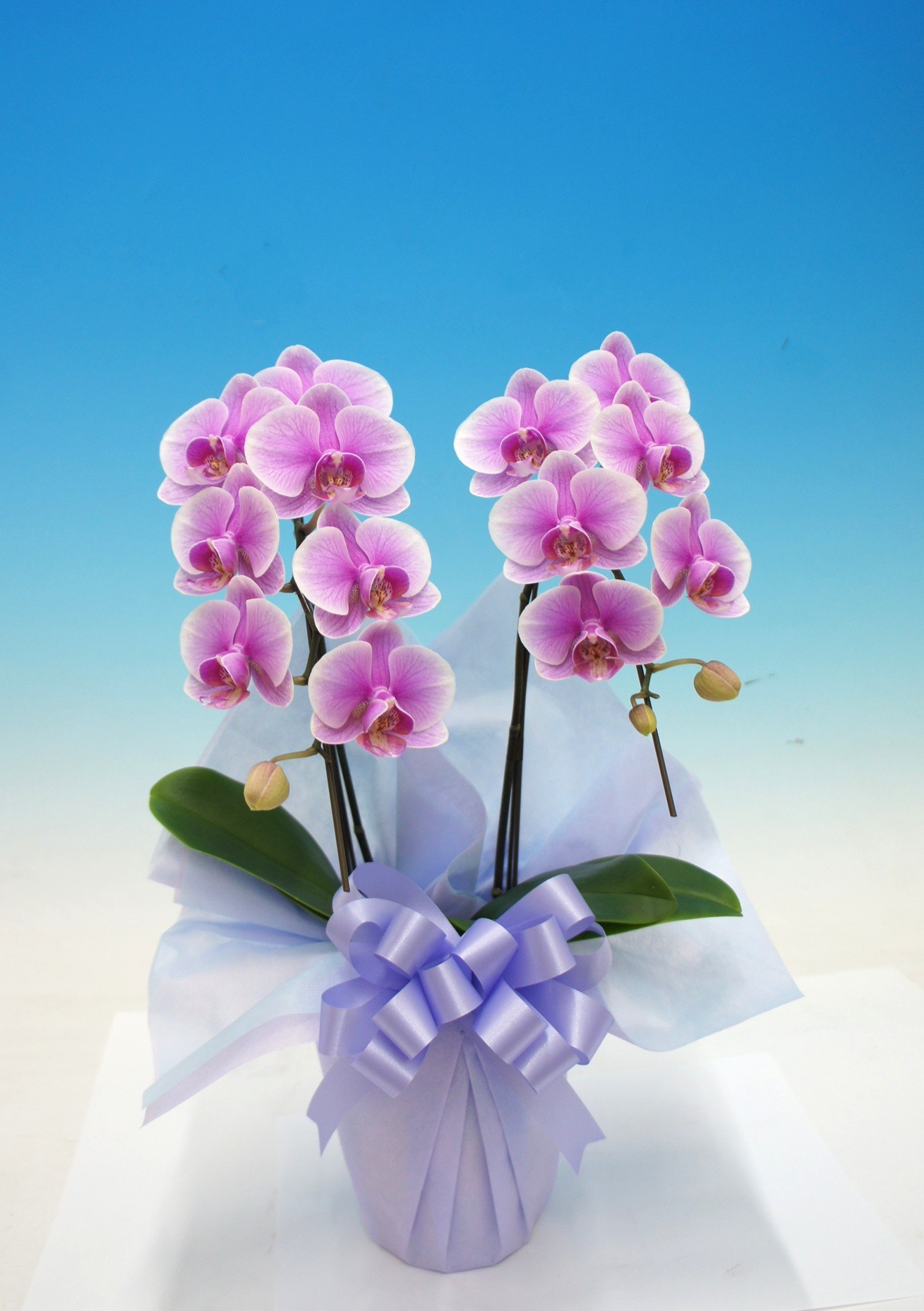 『縁』ピンクミディ 2本立  お供え用