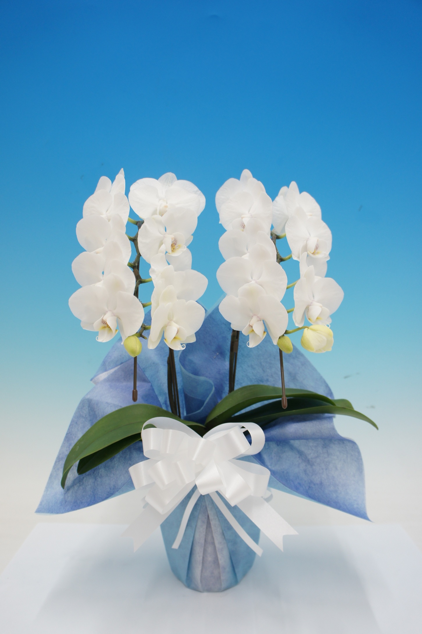 『縁』ホワイトミディ 2本立  お供え用