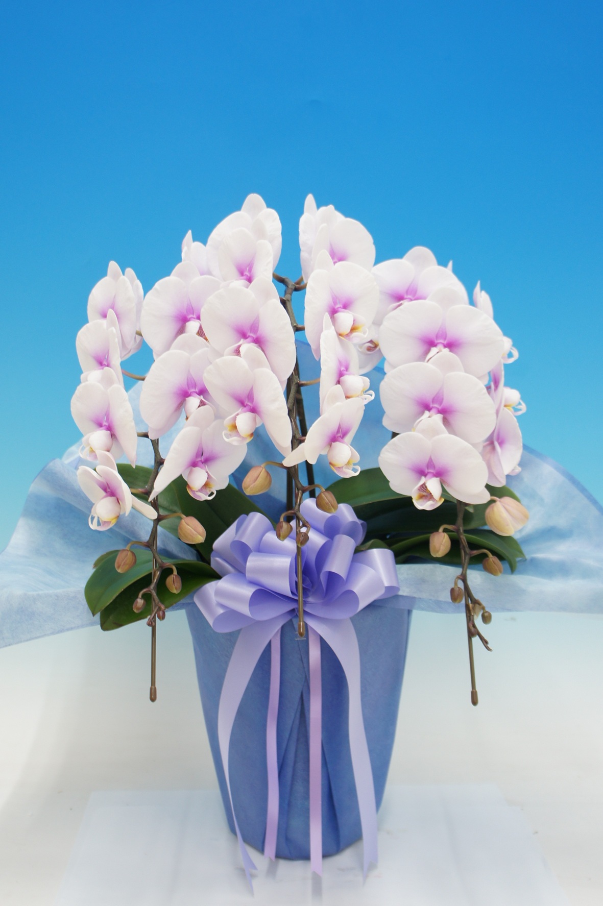 初恋　3本立　L　 お供え用