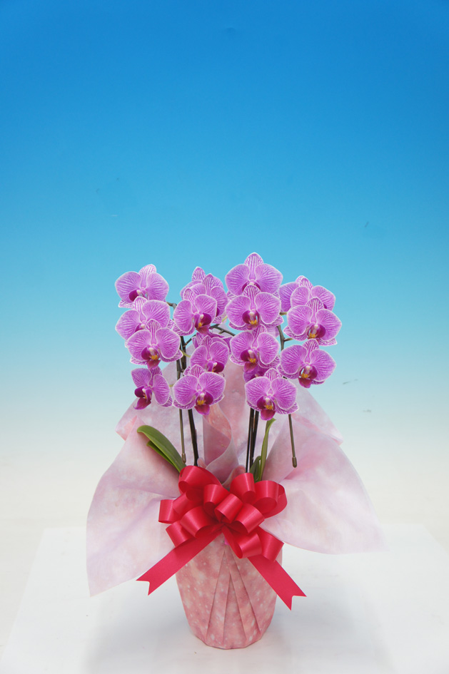 【母の日】リリーローズ　　　　　　　　　　　　　２本立 ﾐﾃﾞｨ