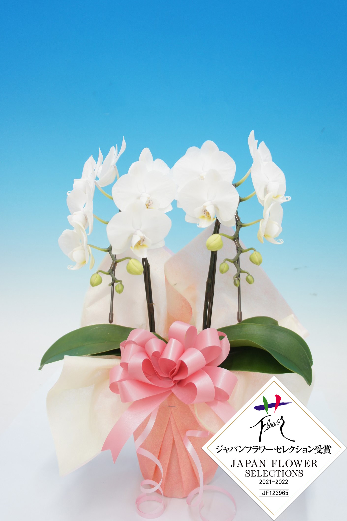 【母の日】ソダシホワイト　　　　　　　　2本立 ﾐﾃﾞｨ