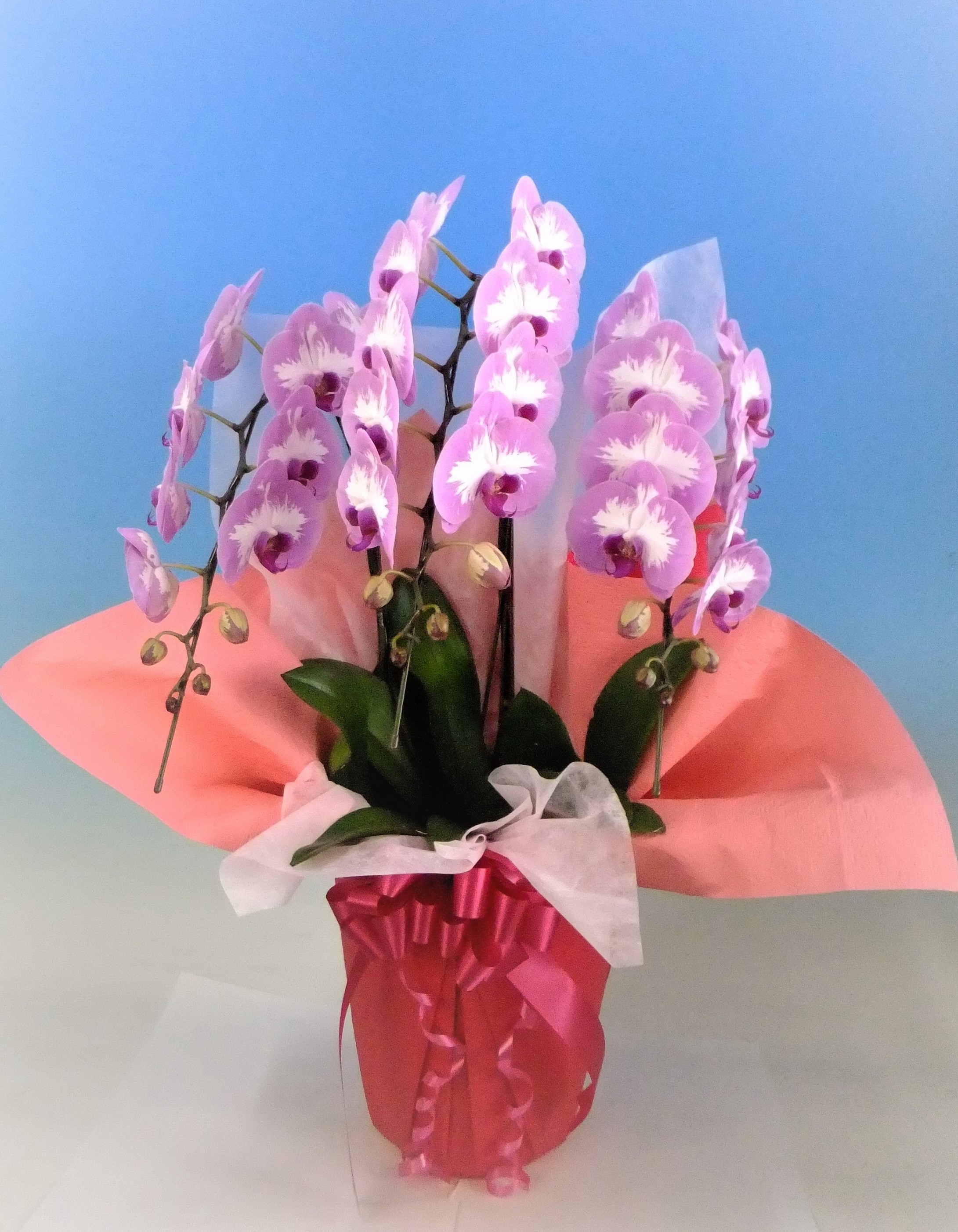 【母の日】プリンセスローズ　　　　　3本立 2L