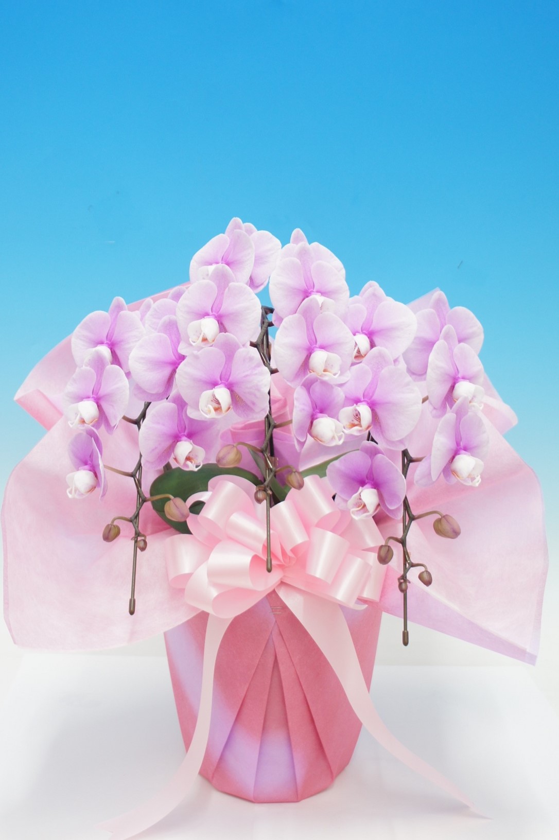 【母の日】ハイジ　　　　　　　　３本立 ﾐﾃﾞｨ