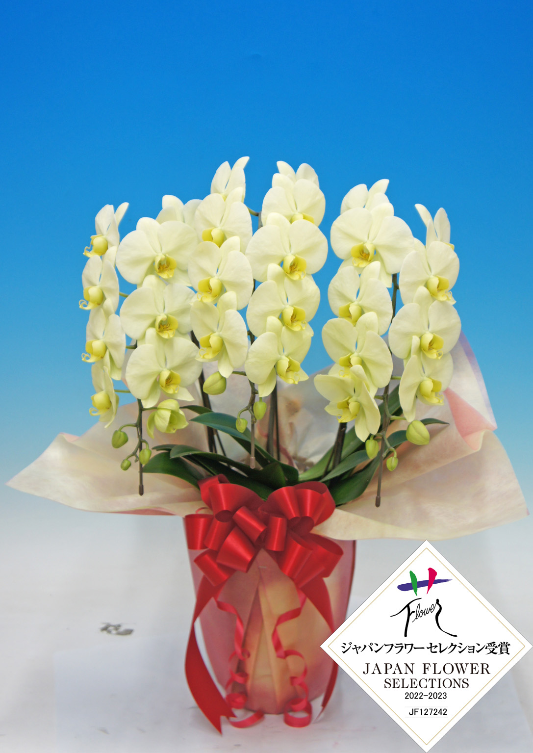 【母の日】グリーンハット　　　　 3本立 L ﾐﾃﾞｨ