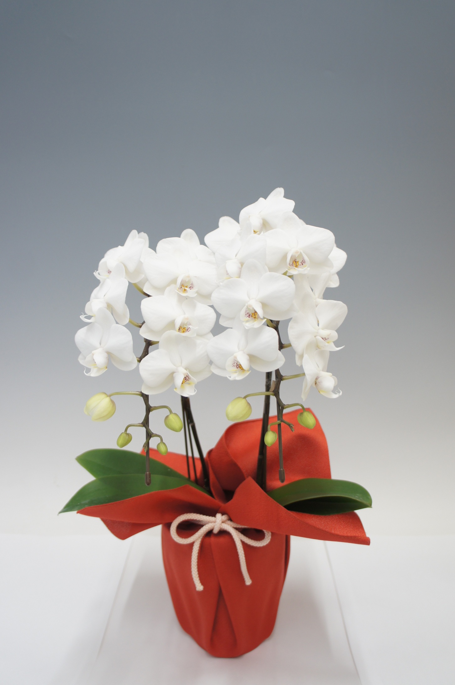 【母の日】ホワイトシルク　　　　　2本立 風呂敷包み ﾐﾃﾞｨ