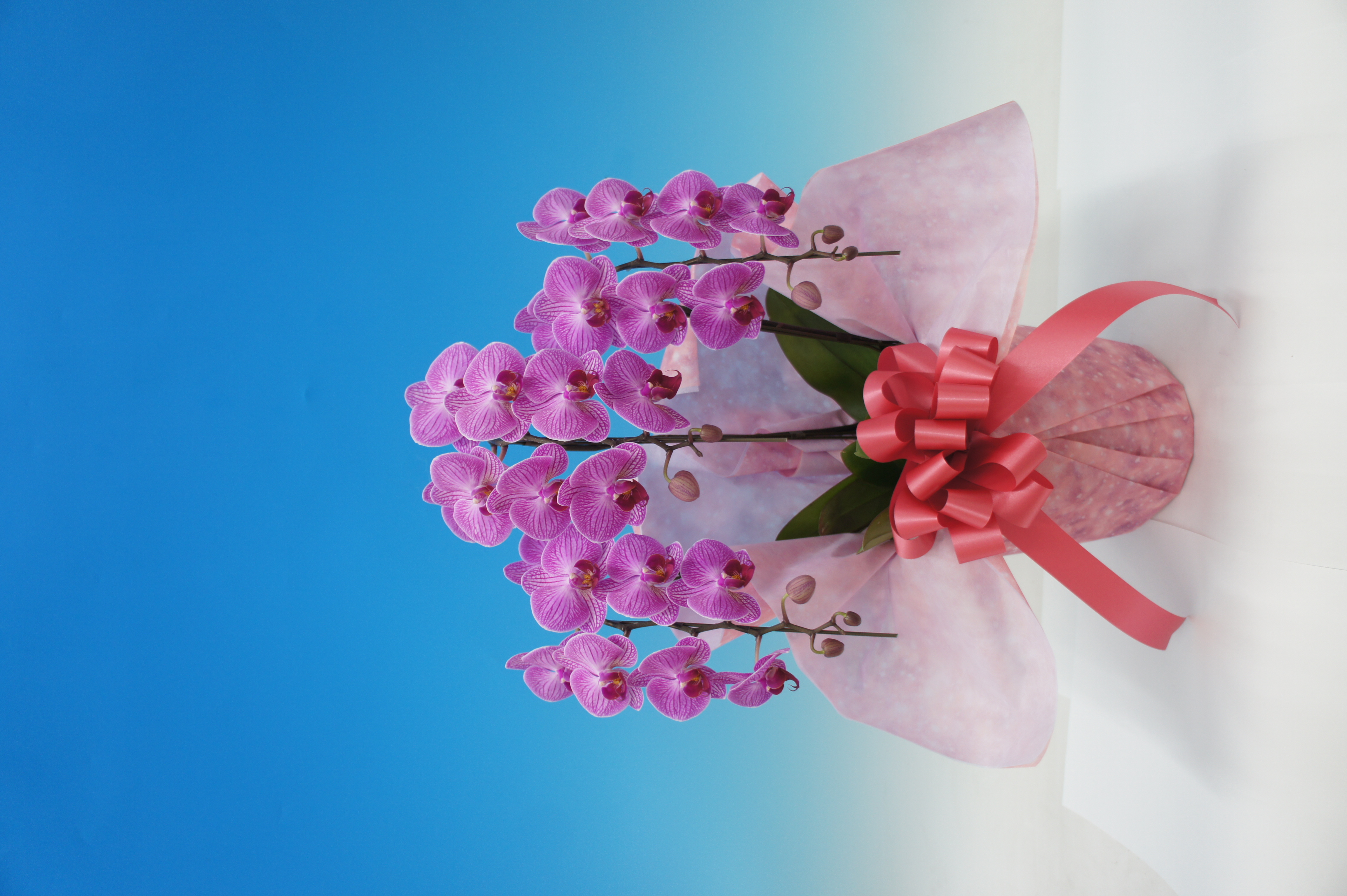 【母の日】リリーローズ　　　　　3本立 L ﾐﾃﾞｨ