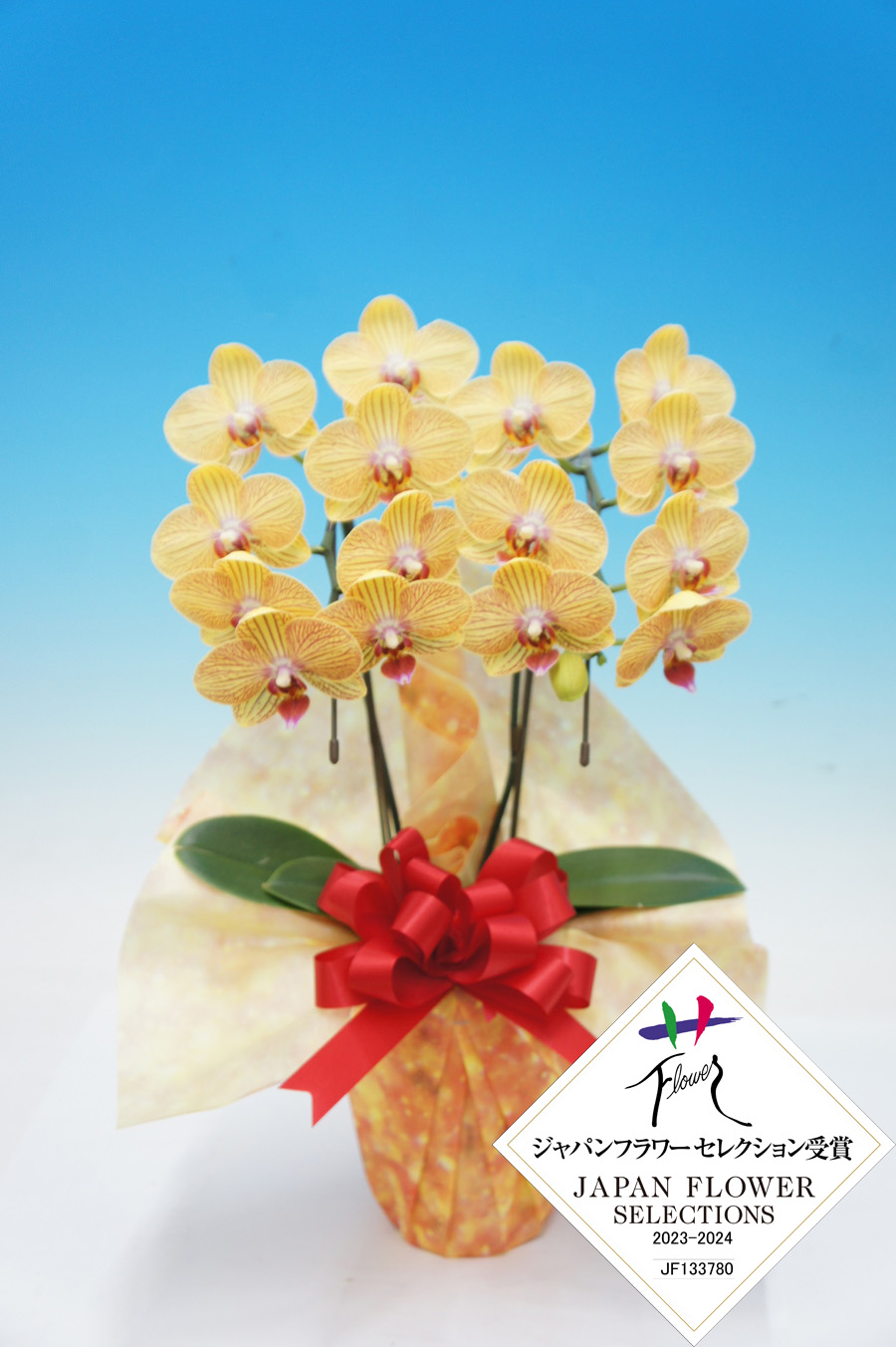 【母の日】夕姫　　　　　　　　２本立 ﾐﾃﾞｨ