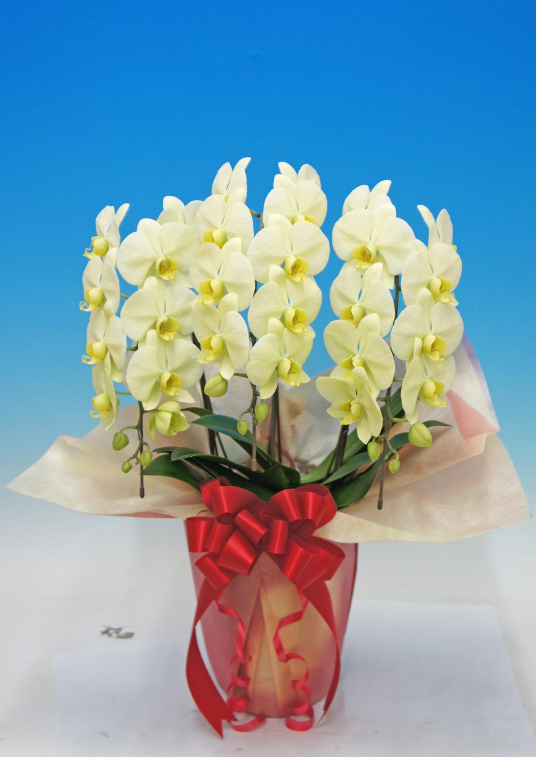 【お歳暮】グリーンハット 3本立 L