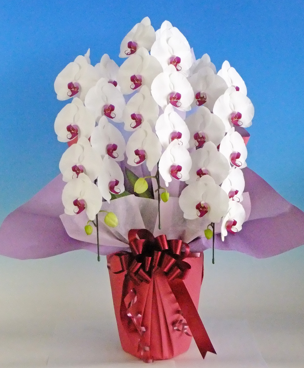 【お歳暮】スノーキッス　3本立　3L30輪以上