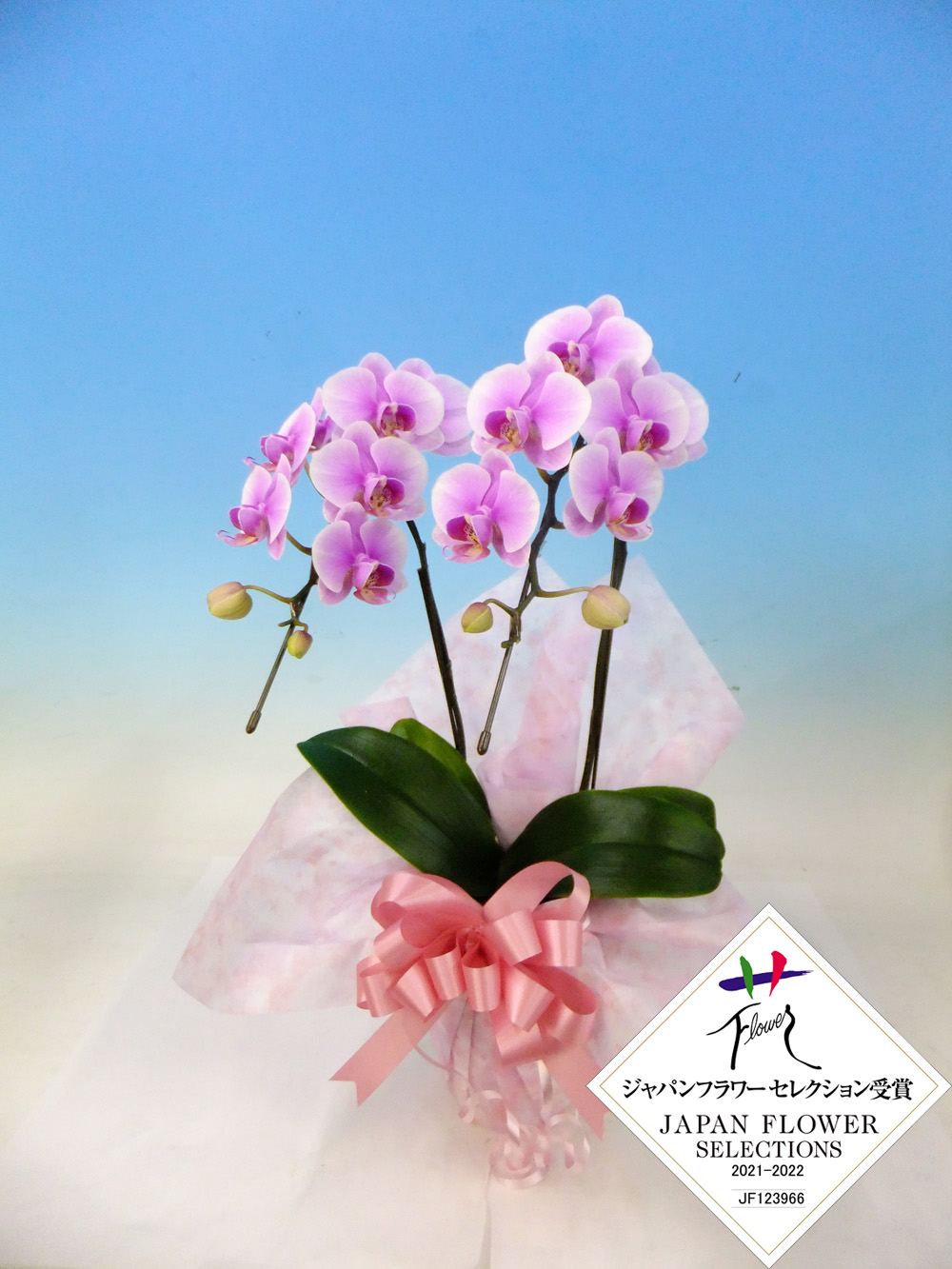 【お歳暮】ミディ胡蝶蘭 Lisa　2本立
