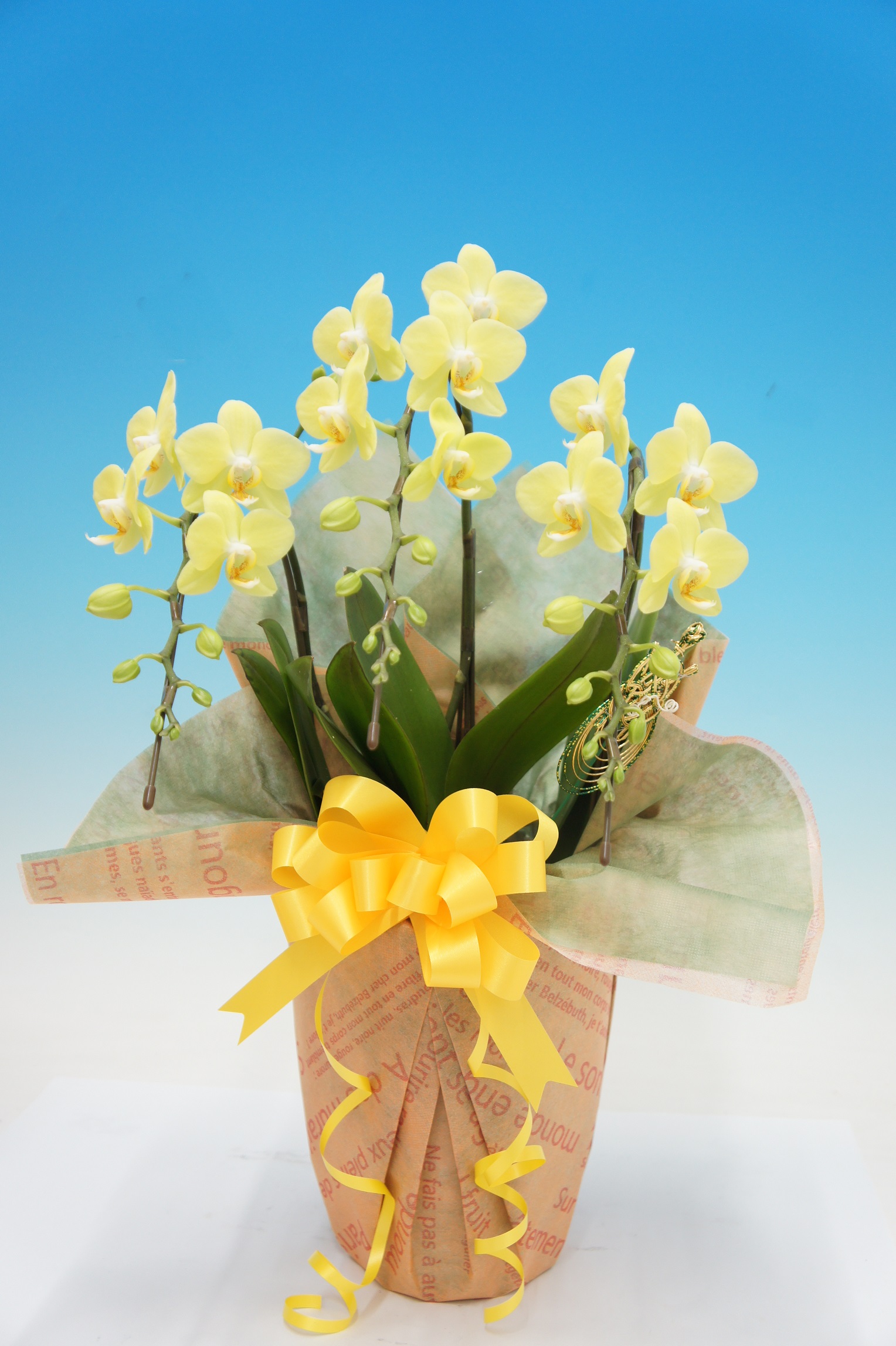 【お歳暮】ミディ胡蝶蘭　カナリヤ　3本立　S