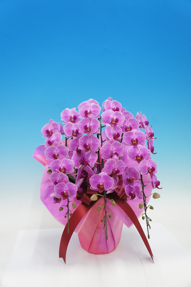 【お歳暮】ミディ胡蝶蘭　リリーローズ3本立 L