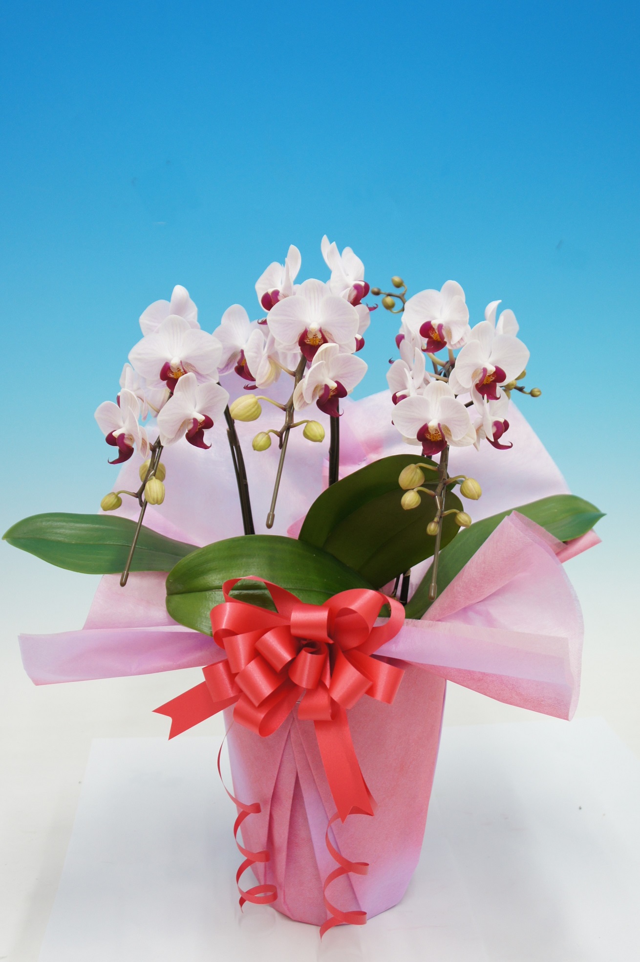 【お歳暮】リーベ　3本立　S