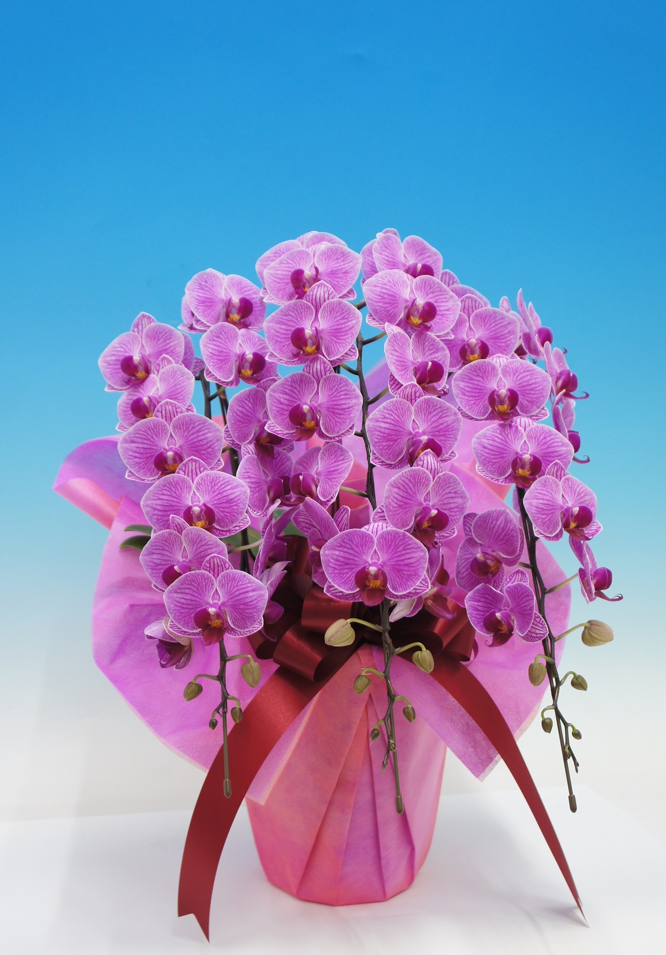 ミディ胡蝶蘭　リリーローズ　3本立 L