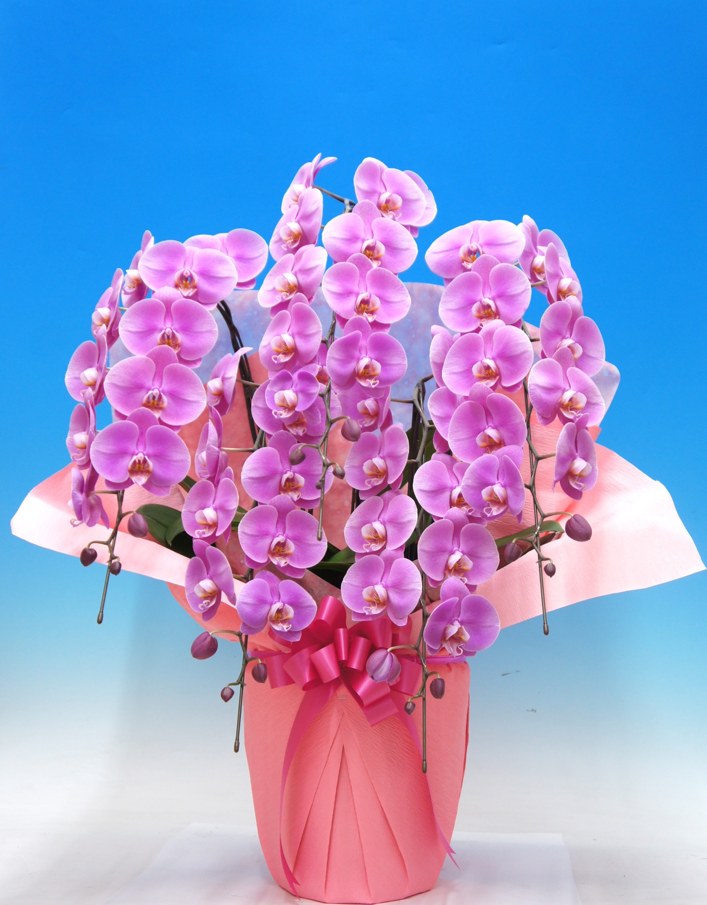 ファーストレディ　5本立　48輪以上