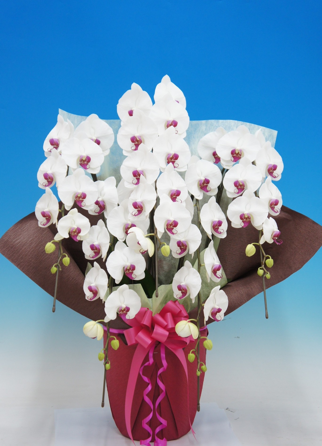 スノーキッス　5本立　48輪以上