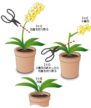 胡蝶蘭について 育て方 E ハナ蘭 Com