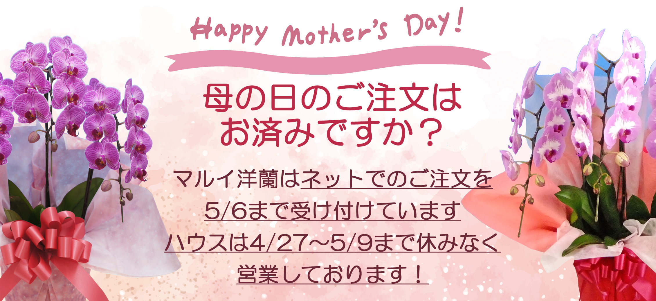 母の日の胡蝶蘭のご注文はマルイ洋蘭開発センターへ！