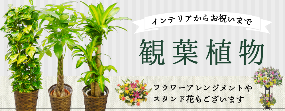 観葉植物・フラワーアレンジメント・スタンド花