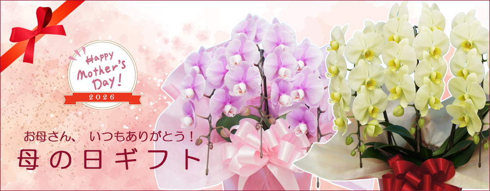 母の日の胡蝶蘭ギフト2026