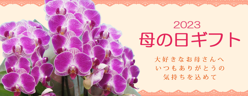 母の日の胡蝶蘭