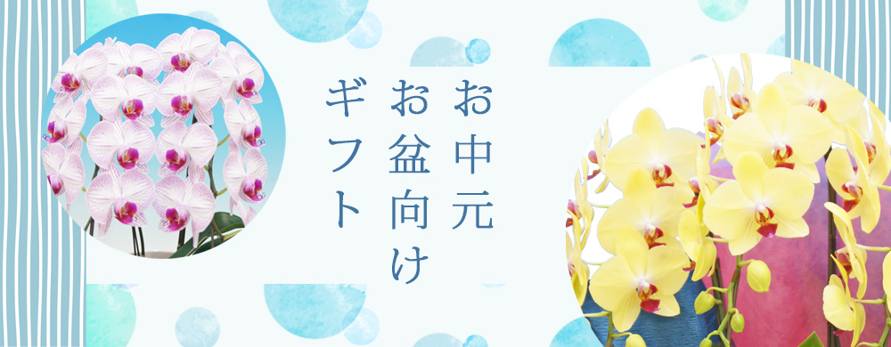 お中元の胡蝶蘭ギフト