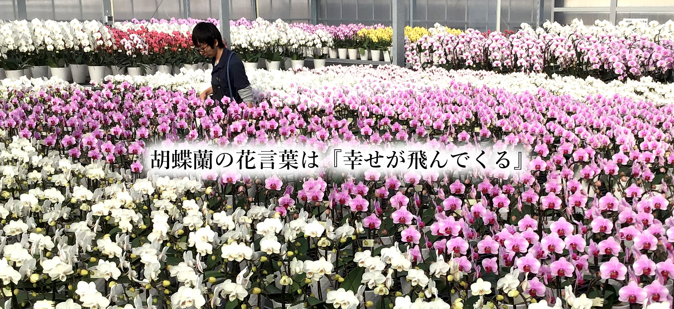 胡蝶蘭の花言葉は「幸せが飛んでくる」